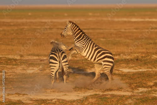 two fighting zebras in the savannah of Ambosli NP 