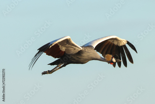 one flying grey crowned crane