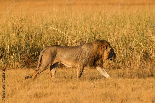 one male lion on a morning stroll in the savannah of Amboseli NP