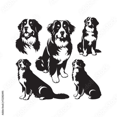 Noble Presence: Bernese Mountain Dog Silhouette Set Showcasing the Noble Stature of these Loyal Four-Legged Friends - Bernese Mountain Dog Illustration - Bernese Mountain Dog Vector
