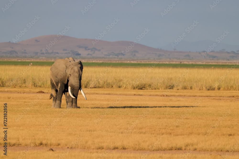 one single african elephant in the savannah one single african elephant in the savannah