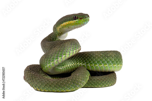 White-lipped tree viper (Trimeresurus albolabris)