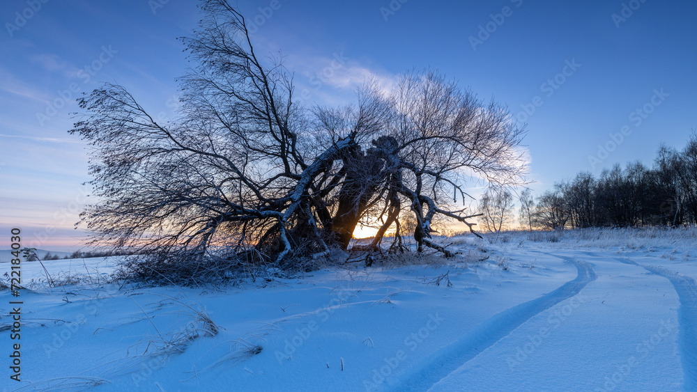 Winter landscape of a fallen tree at sunset
