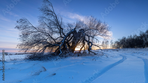 Obraz na płótnie Winter landscape of a fallen tree at sunset w salonie