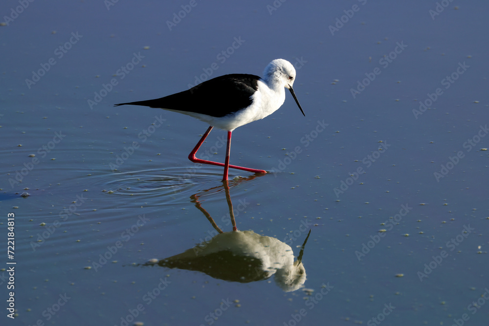 Obraz premium one black winged stilt in Amboseli NP