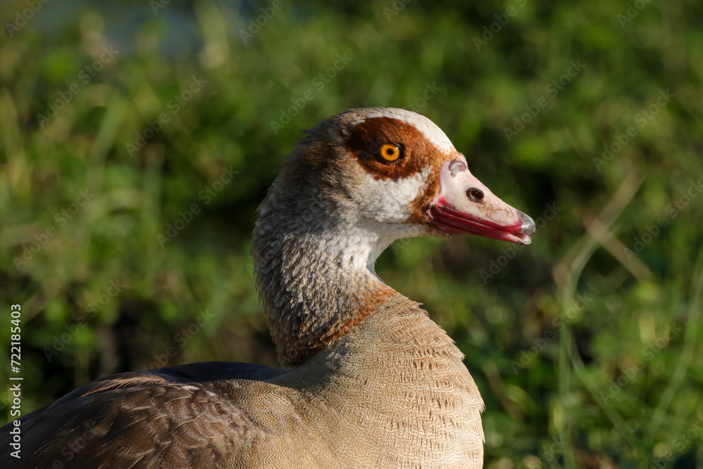 portrait image of an egyptian goose portrait image of an egyptian goose