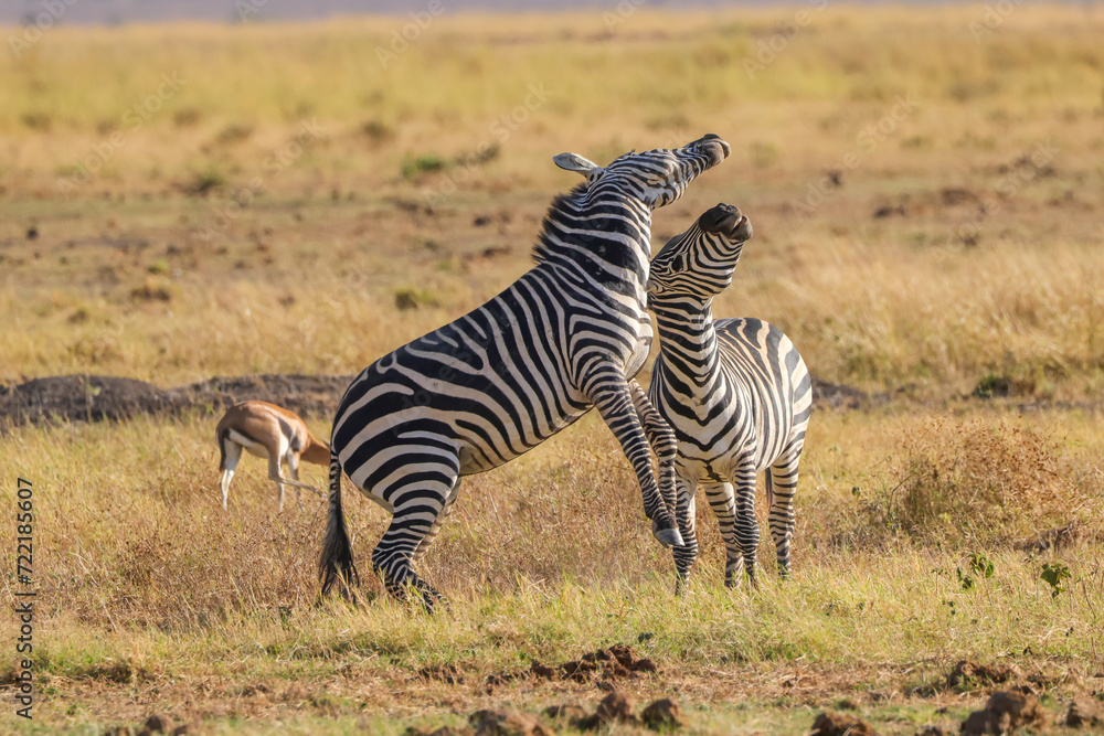 two fighting zebras in the grasslands of Amboseli NP two fighting zebras in the grasslands of Amboseli NP