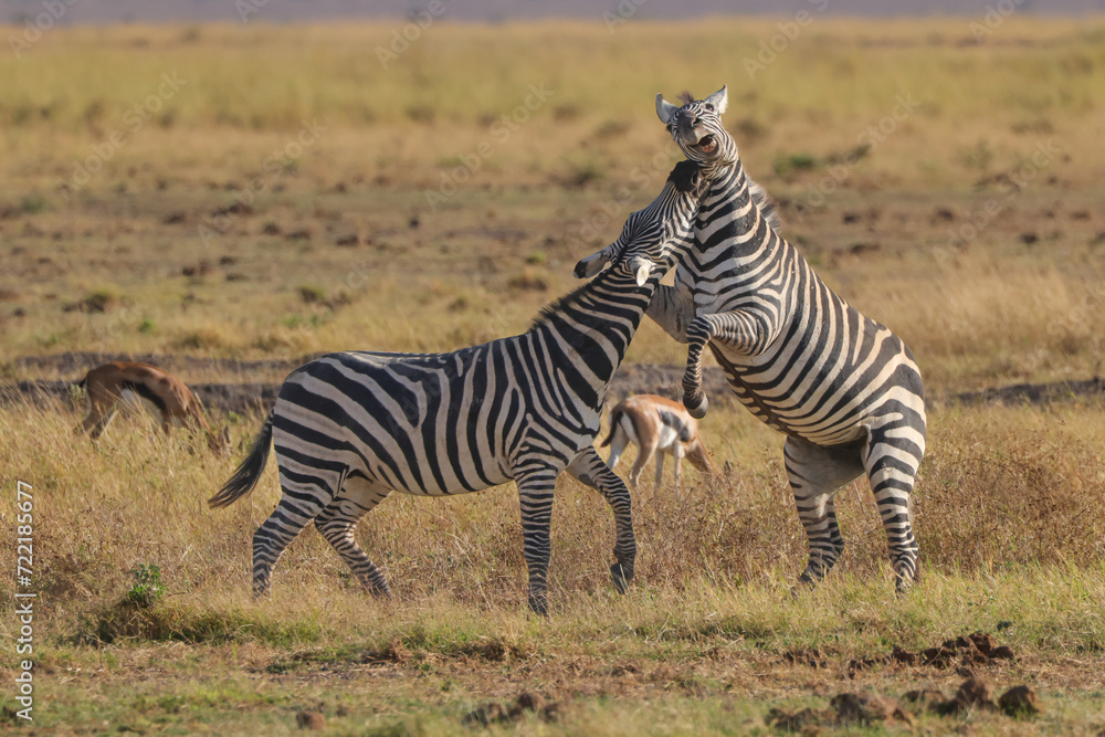 Fototapeta premium two fighting zebras in the grasslands of Amboseli NP