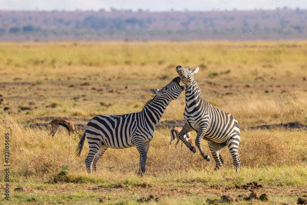 Fototapeta premium two fighting zebras in the grasslands of Amboseli NP