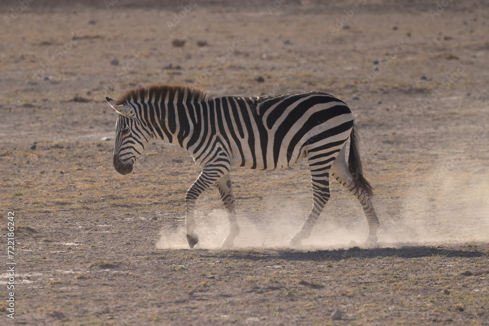zebra walks in the dust of Amboseli NP zebra walks in the dust of Amboseli NP
