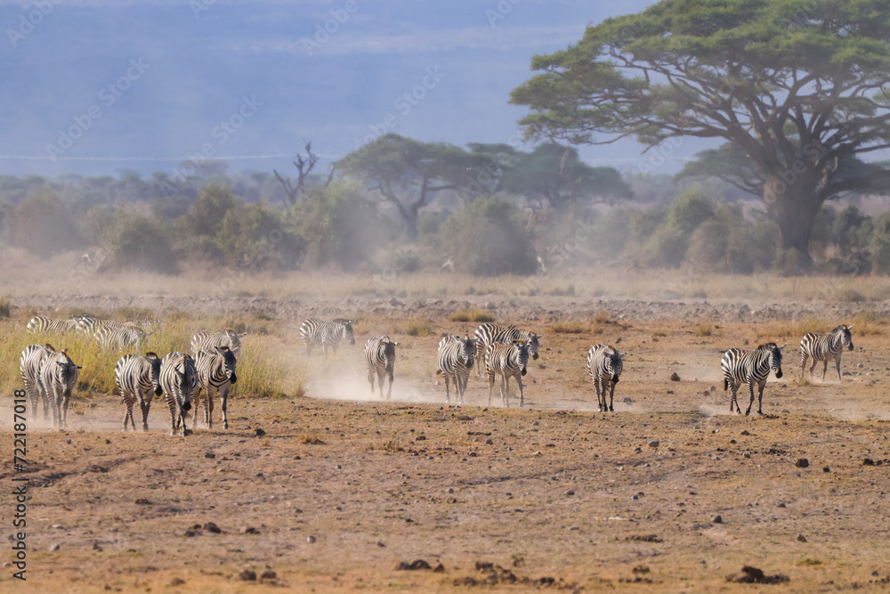 Naklejka premium zebra herd walk in the dusty Amboseli NP