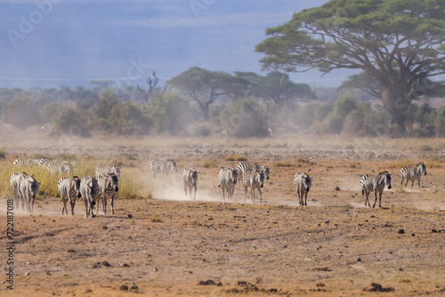 Fototapeta Naklejka Na Ścianę i Meble -  zebra herd walk in the dusty Amboseli NP