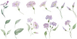 Watercolor floral set. Hand drawn illustration isolated on transparent background.Vector EPS.