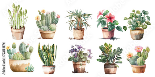 Home flowers in pots: asparagus, cactus, dracaena, hibiscus, tradescantia, sansevieria photo