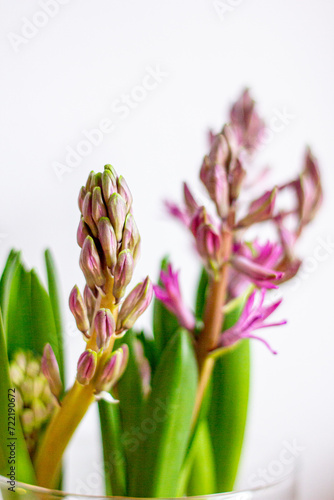 Home Garden Hyacinths