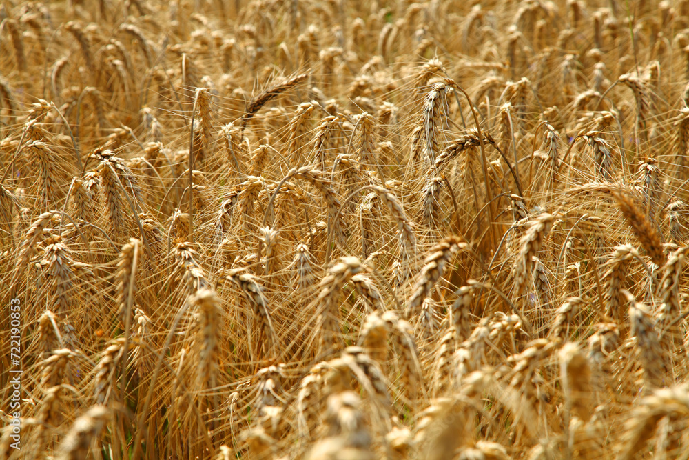 Ripe golden ears of wheat swaying in the wind. Harvest season. Wheat field on a bright day. Agriculture. Ripe golden ears of wheat swaying in the wind. Harvest season. Wheat field on a bright day. Agriculture.