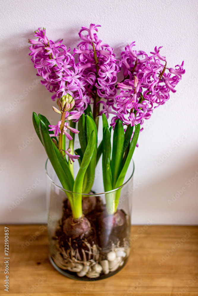 Home Garden Hyacinths Home Garden Hyacinths
