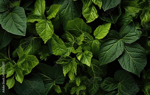 A vibrant and intricate view of nature's greenery, showcasing the delicate veins and luscious hues of a plant's herbaceous leaf in an outdoor setting