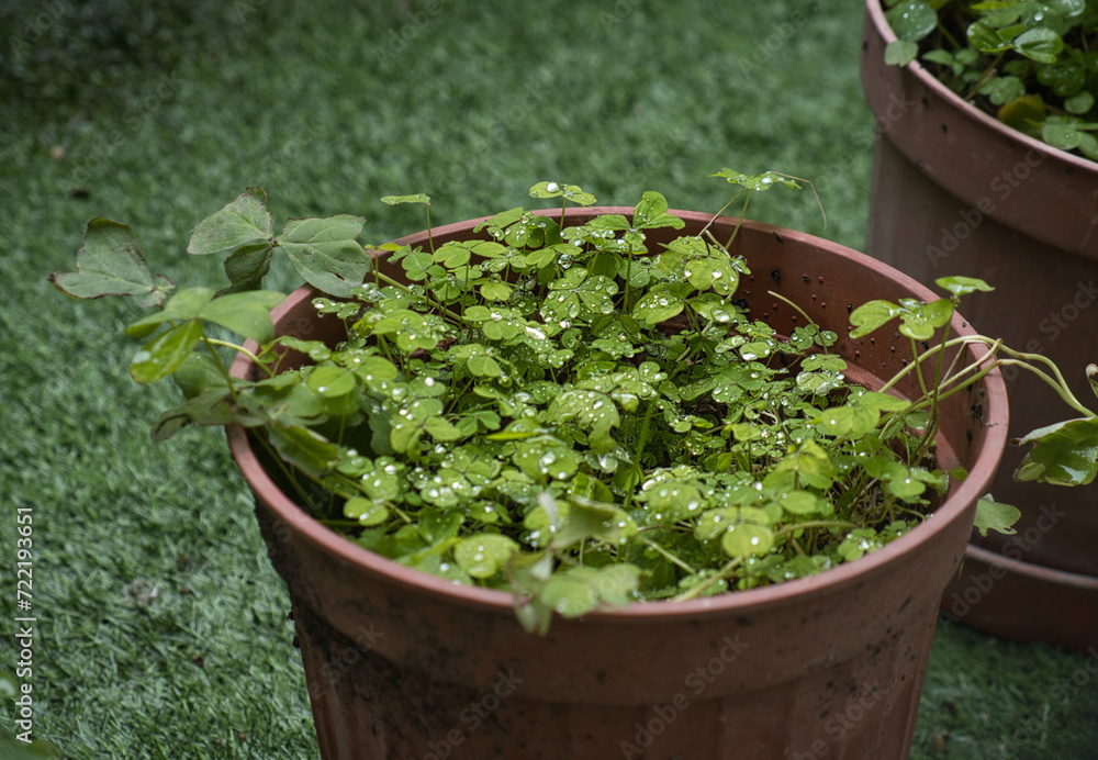 leaves with raw rain on them leaves with raw rain on them