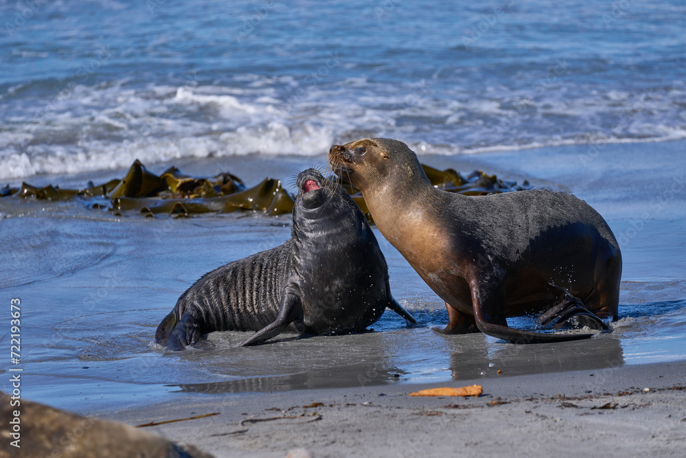Fototapeta premium Southern Sea Lion (Otaria flavescens) abducting a Southern Elephant Seal pup (Mirounga leonina) on Sea Lion Island in the Falkland Islands.