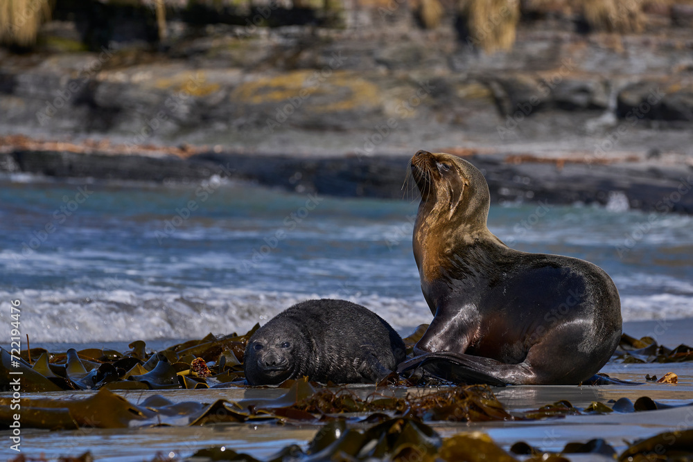 Fototapeta premium Southern Sea Lion (Otaria flavescens) abducting a Southern Elephant Seal pup (Mirounga leonina) on Sea Lion Island in the Falkland Islands.