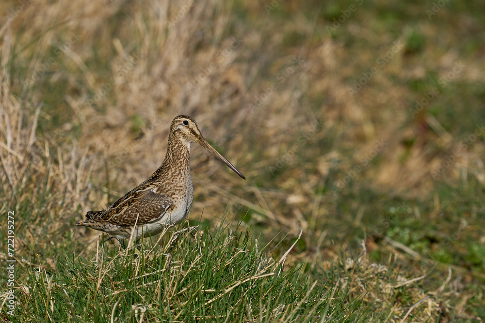 Fototapeta premium Magellanic Snipe (Gallinago paraguaiae magellanica) looking for food on Carcass Island in the Falkland Islands.