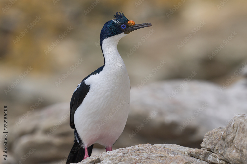 Fototapeta premium Imperial Shag (Phalacrocorax atriceps albiventer) on the coast of Carcass Island in the Falkland Islands