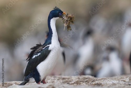 Imperial Shag (Phalacrocorax atriceps albiventer) carrying vegetation for use as nesting material on Carcass Island in the Falkland Islands       