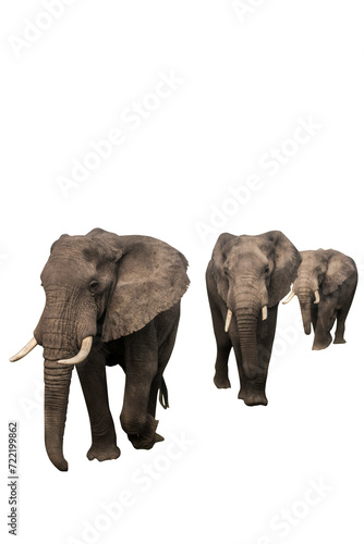 3 elephant on transparent background