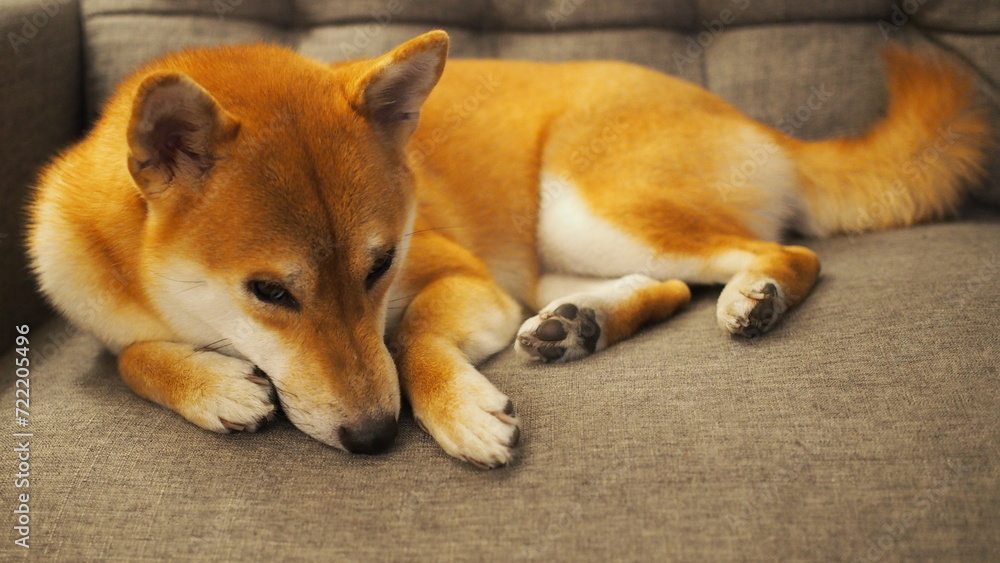 Selective focus of red shiba, For use in illustrations Background image or copy space.