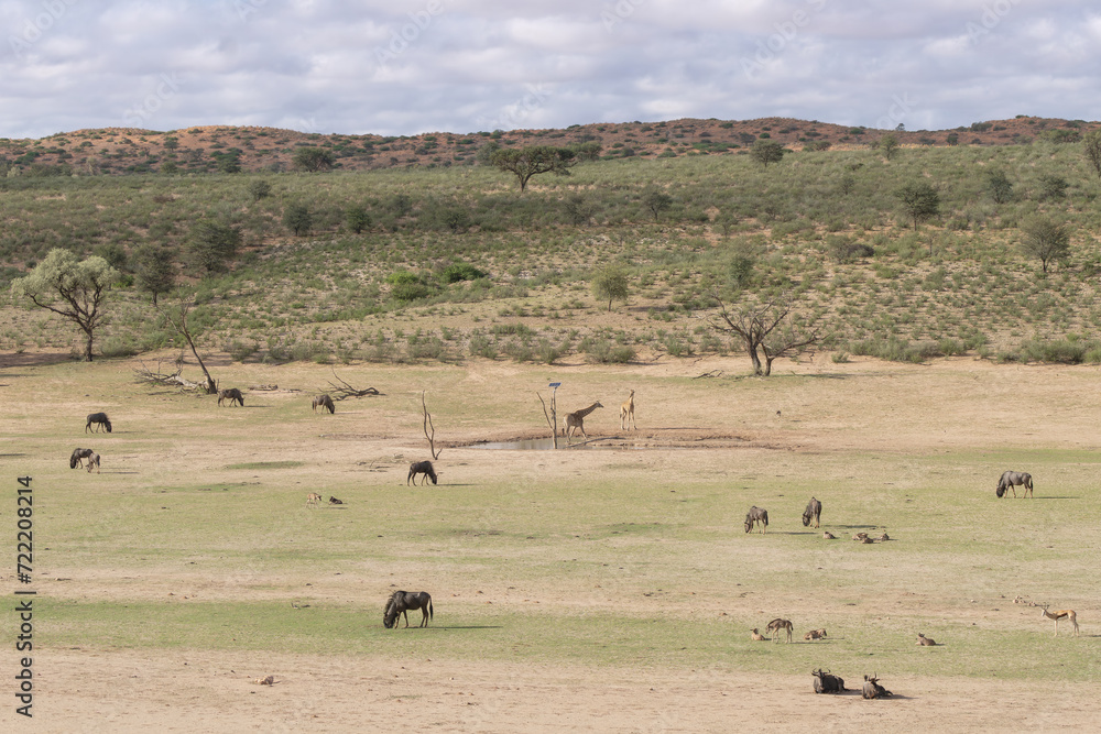 Obraz premium View of waterhole from Kalahari Tented Camp in Kgalagadi Transfrontier Park in South Africa.
