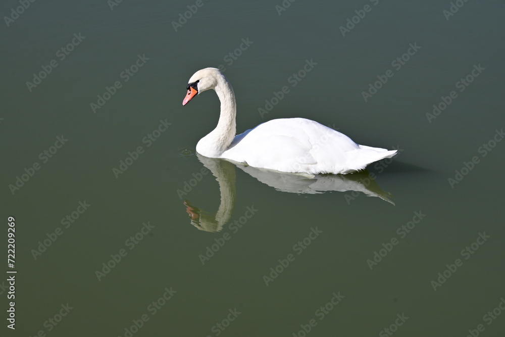 Fototapeta premium White swan sails on the blue water surface.