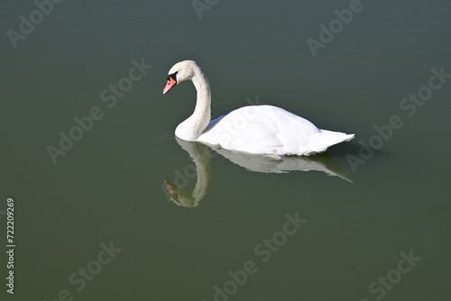 White swan sails on the blue water surface.