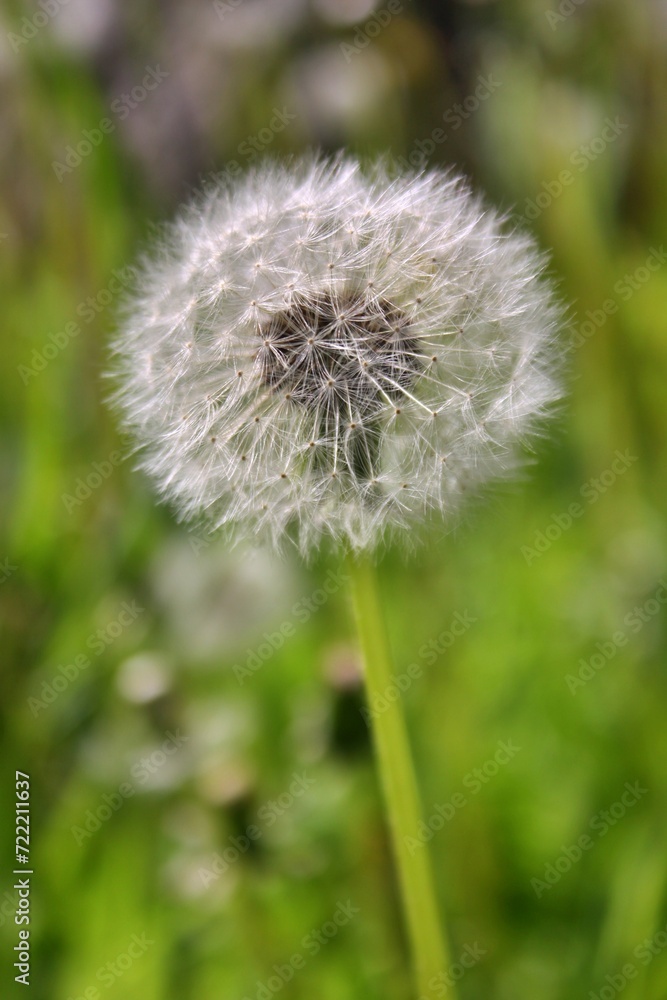 dandelion in the grass