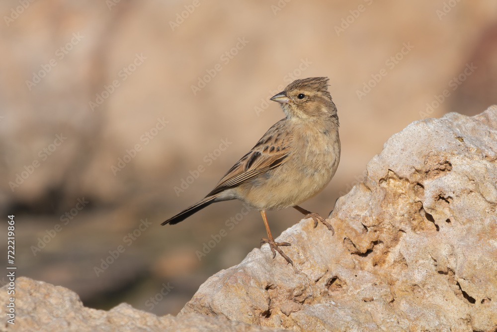 lark-like bunting - Emberiza impetuani on rock at light brown background. Photo from Kgalagadi Transfrontier Park in South Africa. lark-like bunting - Emberiza impetuani on rock at light brown background. Photo from Kgalagadi Transfrontier Park in South Africa.