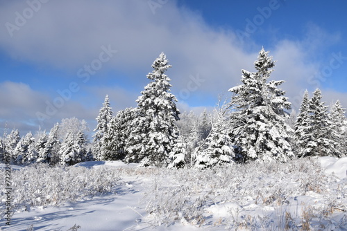 A snowy forest after the storm, Sainte-Apolline, Québec, Canada