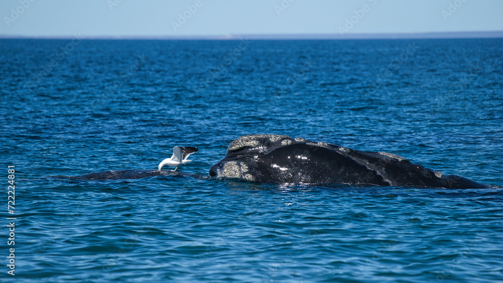 Fototapeta premium Südliche Glattwale (Eubalaena australis) vor der Küste der Peninsula Valdés, Argentinien
