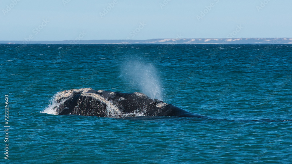 Fototapeta premium Südliche Glattwale (Eubalaena australis) vor der Küste der Peninsula Valdés, Argentinien