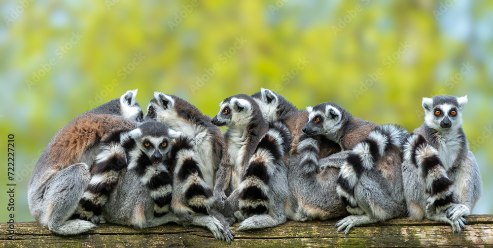 Group of ring-tailed lemurs on a wood log - obrazy, fototapety, plakaty 