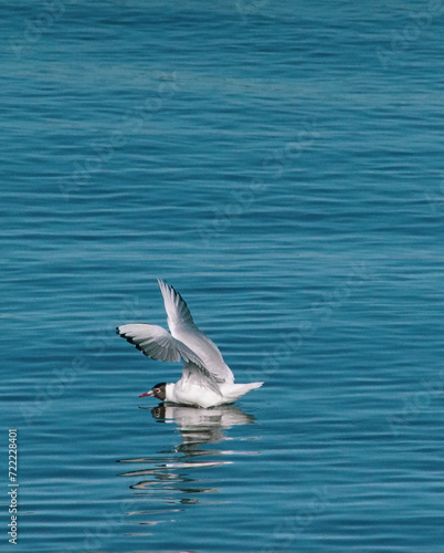 High angle view of seagull landing in water