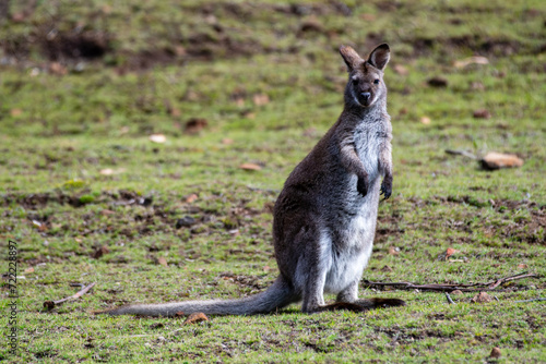 Up close with the wallaby in Tasmania, Australia