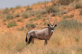 Gemsbok - Oryx gazella - on desert with red dunes in background. Photo from Kgalagadi Transfrontier Park in South Africa.