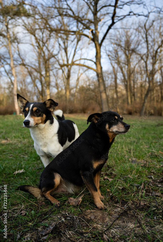 Two dogs sitting in the park and looking in different directions 