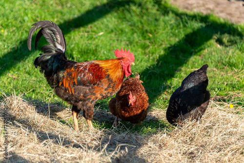 Hahn mit Hennen auf einer Freianlage eines Bio Bauernhofes