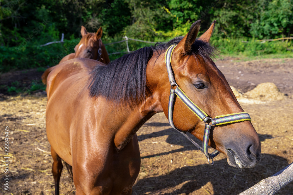 Obraz premium Horses walk in the paddock on a sunny day.