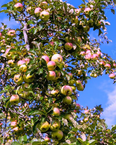 An apple tree branch with fruits is photographed against a blue sky background.