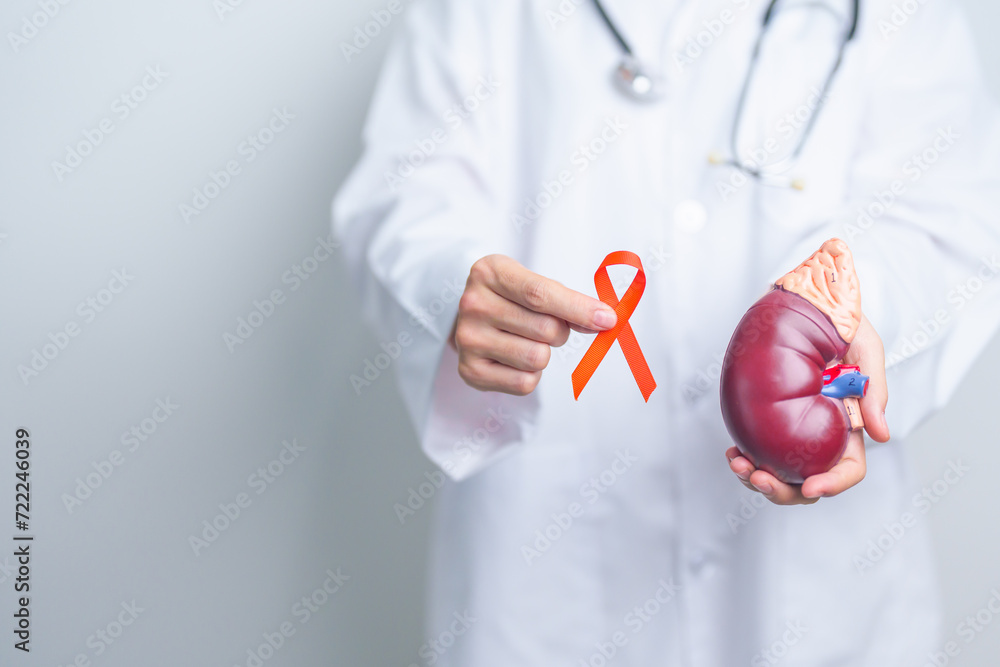 Doctor holding Orange ribbon with kidney Adrenal gland model. Kidney Cancer Awareness March month, disease of Urinary system and Stones, Cancer, Chronic kidney, Urology, Renal and Transplant concept Doctor holding Orange ribbon with kidney Adrenal gland model. Kidney Cancer Awareness March month, disease of Urinary system and Stones, Cancer, Chronic kidney, Urology, Renal and Transplant concept