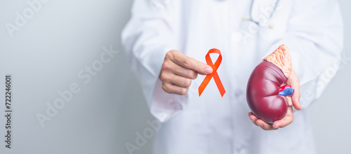 Doctor holding Orange ribbon with kidney Adrenal gland model. Kidney Cancer Awareness March month, disease of Urinary system and Stones, Cancer, Chronic kidney, Urology, Renal and Transplant concept photo