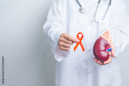 Doctor holding Orange ribbon with kidney Adrenal gland model. Kidney Cancer Awareness March month, disease of Urinary system and Stones, Cancer, Chronic kidney, Urology, Renal and Transplant concept