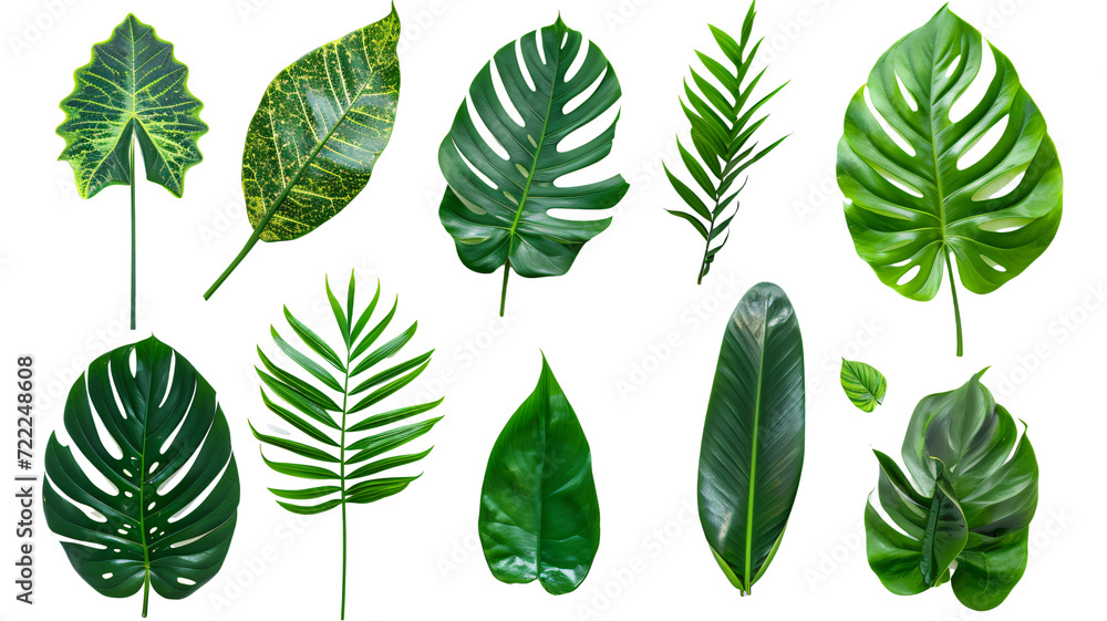 Natural of Beautiful Tropical green leaves of leaf isolated on transparent background. Natural of Beautiful Tropical green leaves of leaf isolated on transparent background.